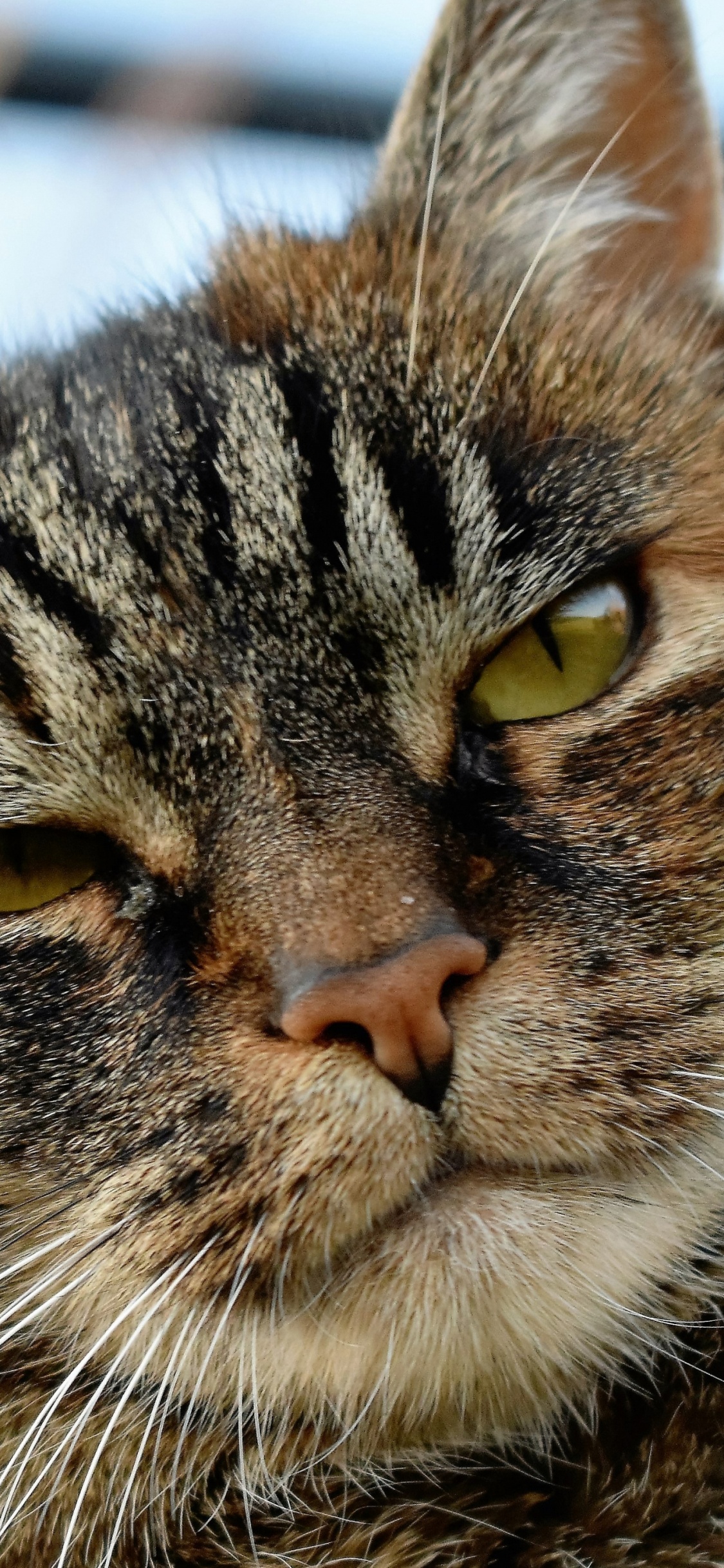 Brown Tabby Cat on Brown Grass During Daytime. Wallpaper in 1125x2436 Resolution