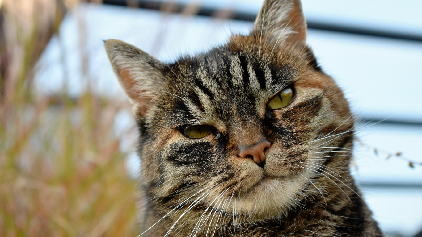 Brown Tabby Cat on Brown Grass During Daytime. Wallpaper in 1366x768 Resolution