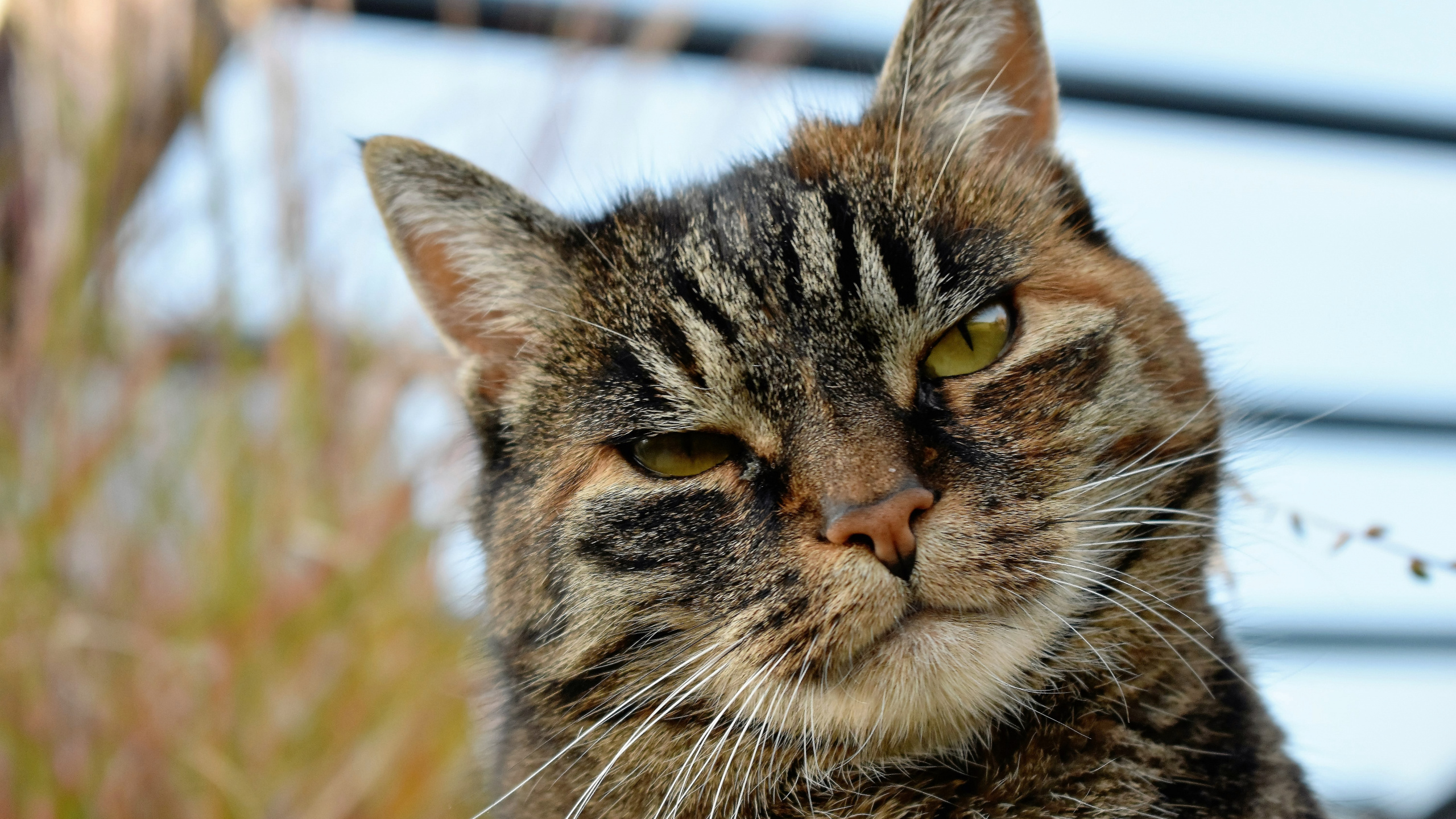 Brown Tabby Cat on Brown Grass During Daytime. Wallpaper in 2560x1440 Resolution