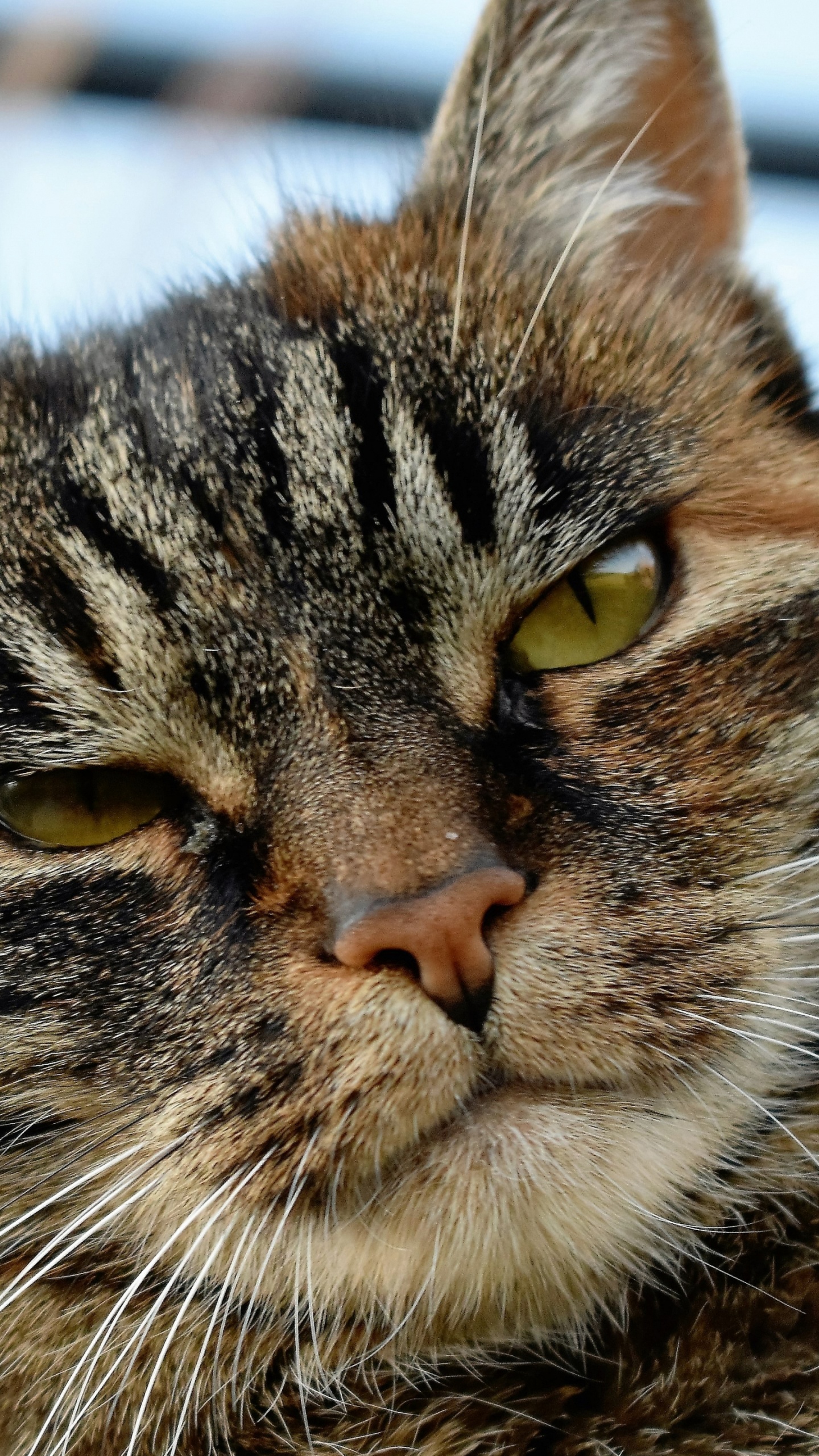 Chat Tigré Brun Sur L'herbe Brune Pendant la Journée. Wallpaper in 1440x2560 Resolution