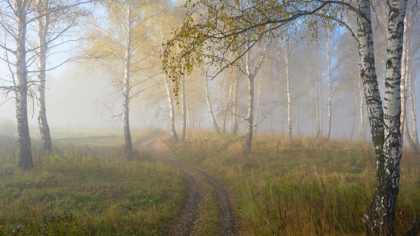 Brown Leafless Trees on Green Grass Field During Daytime. Wallpaper in 1366x768 Resolution