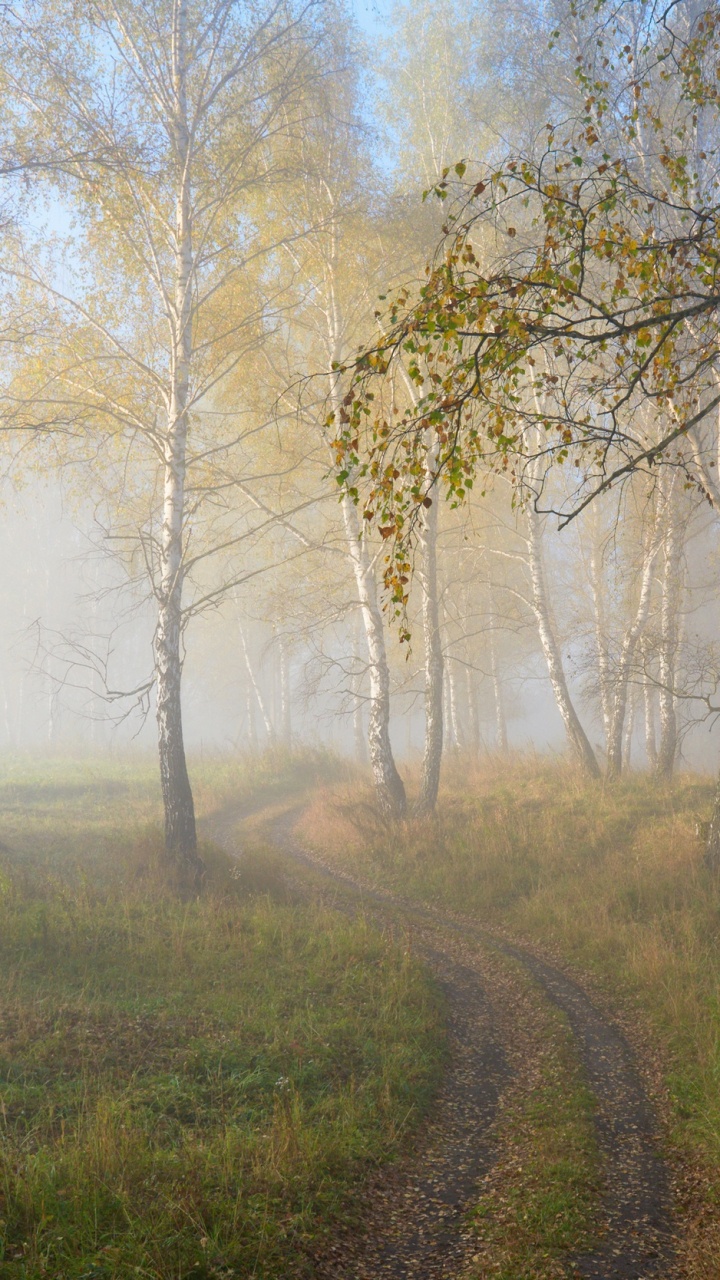 Brown Leafless Trees on Green Grass Field During Daytime. Wallpaper in 720x1280 Resolution