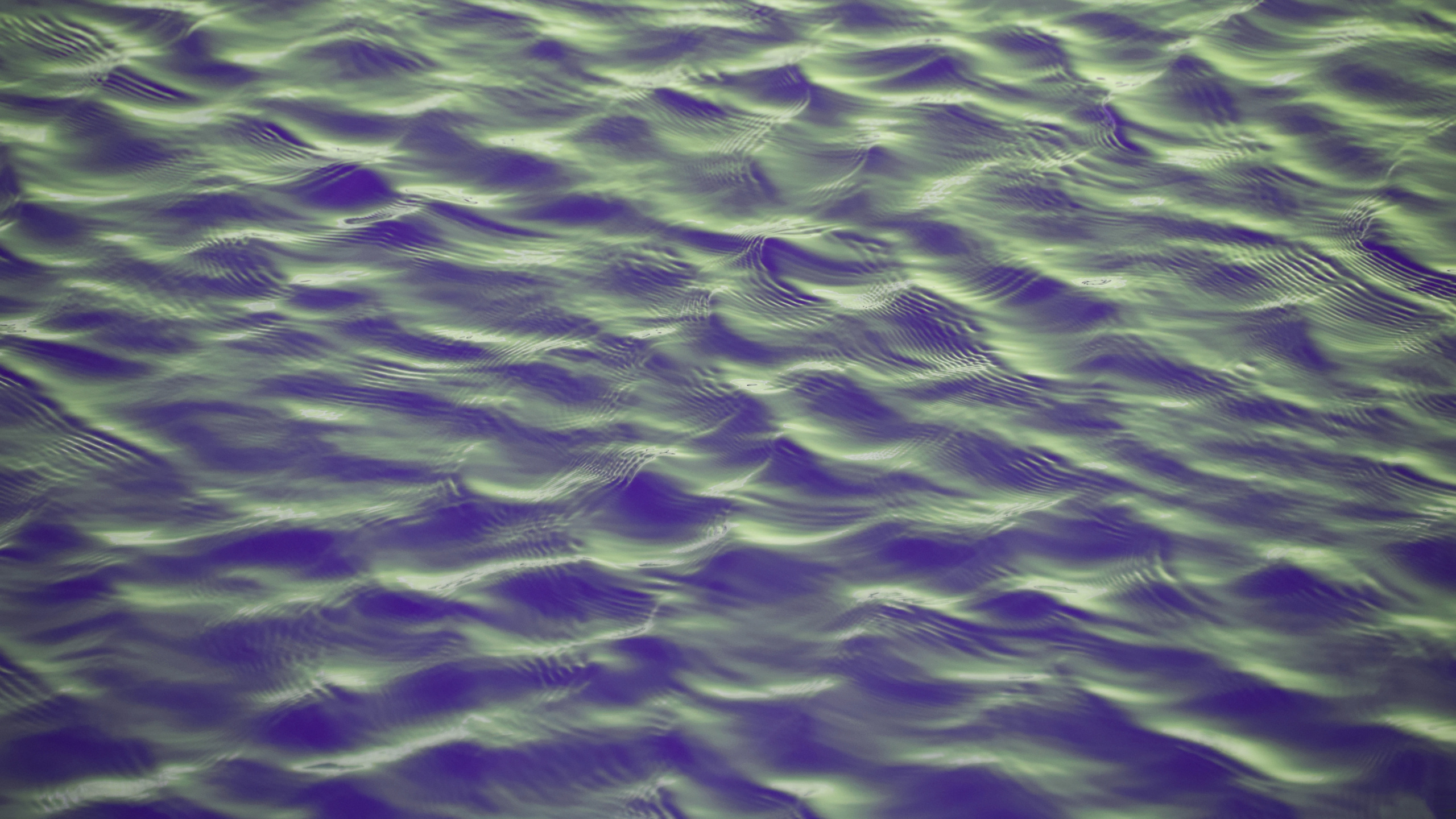 Violet, Purple, Green, Water, Close Up. Wallpaper in 2560x1440 Resolution