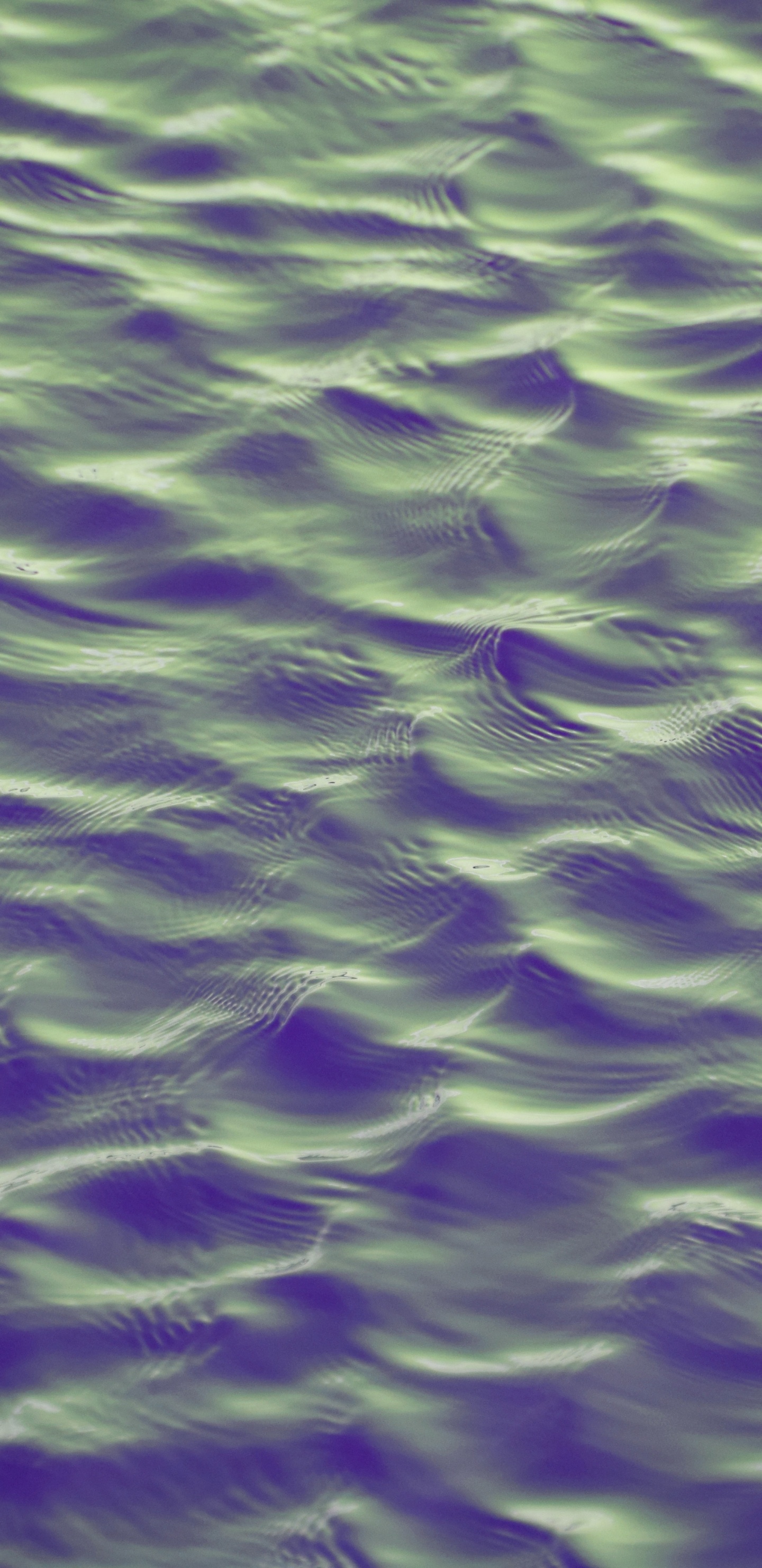 Violeta, Morado, Verde, Agua, de Cerca. Wallpaper in 1440x2960 Resolution