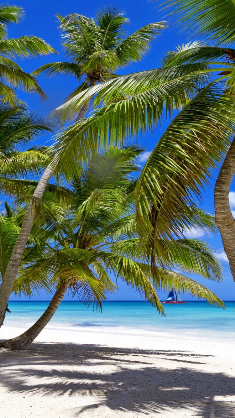 Green Palm Tree on White Sand Beach During Daytime. Wallpaper in 750x1334 Resolution