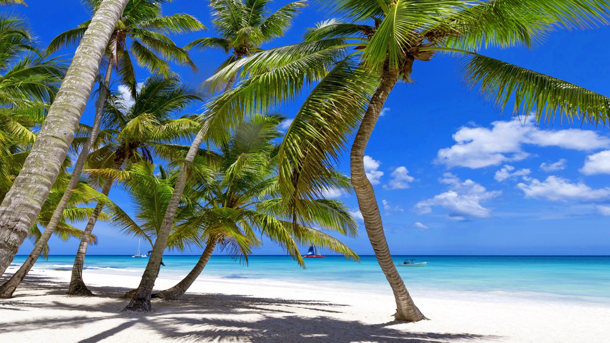 热带地区, 大海, 海岸, 加勒比, 植被 壁纸 2560x1440 允许