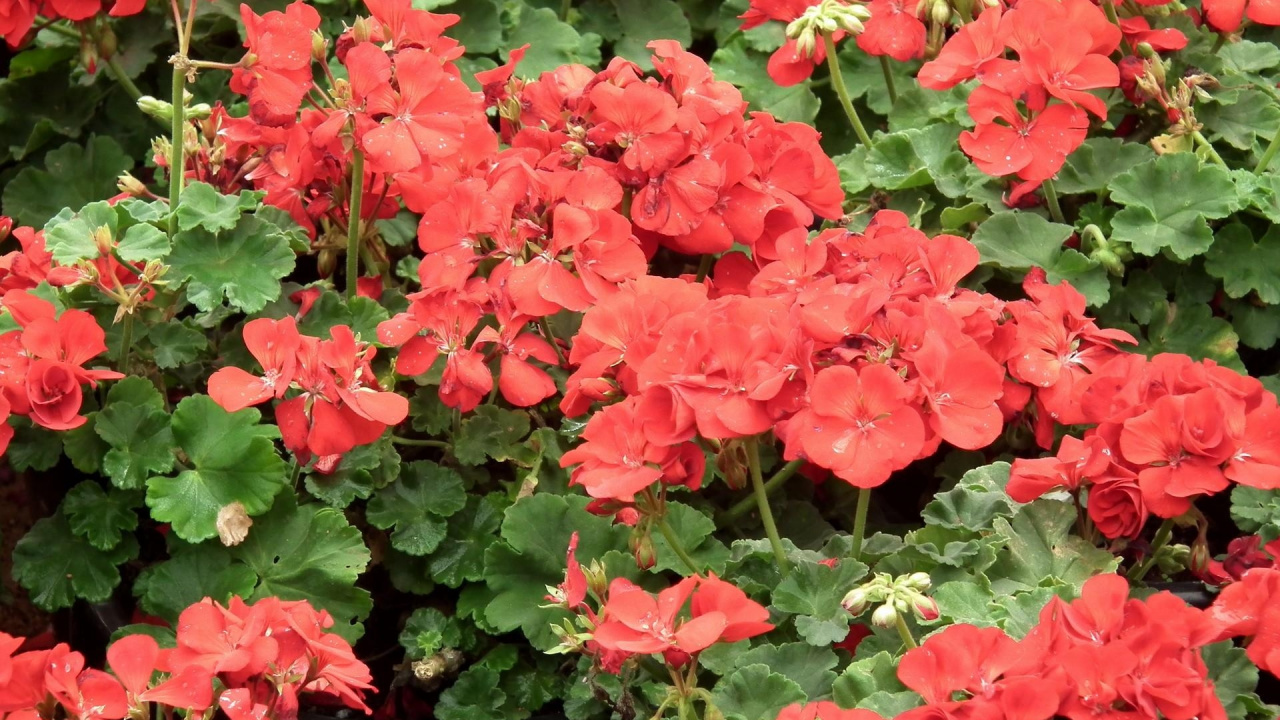 Rote Blüten Mit Grünen Blättern. Wallpaper in 1280x720 Resolution