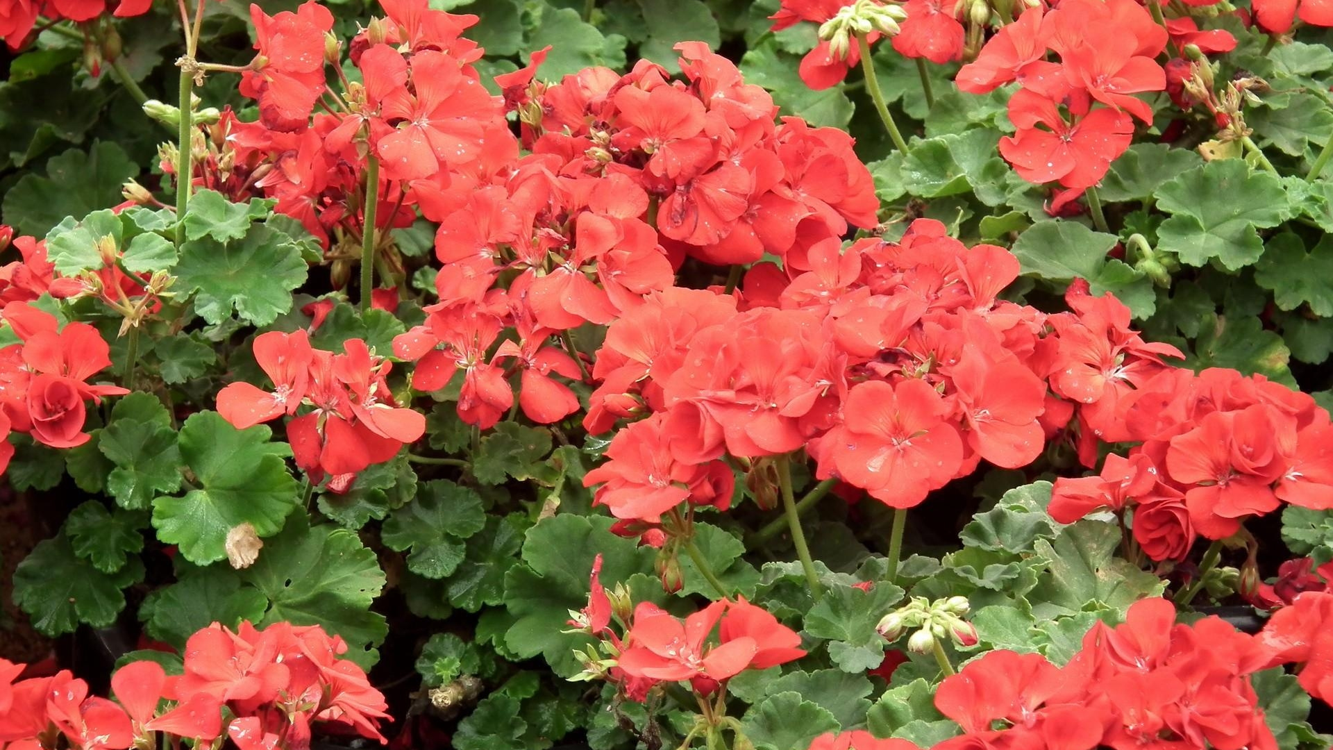 Red Flowers With Green Leaves. Wallpaper in 1920x1080 Resolution