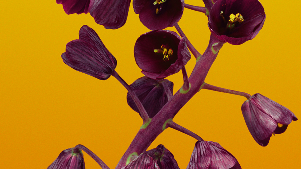 Flor de Manzana, Manzana, Ios, IOS 11, Morado. Wallpaper in 1280x720 Resolution