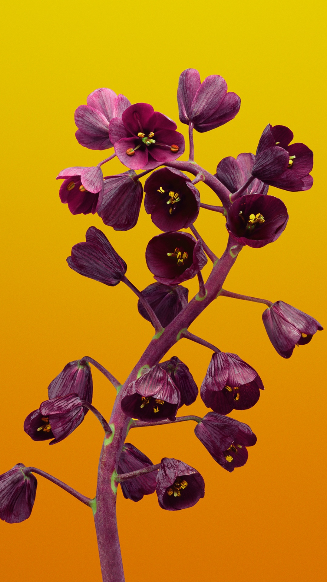 苹果, Ios, IOS11, 紫色的, 陆地上的植物 壁纸 1080x1920 允许