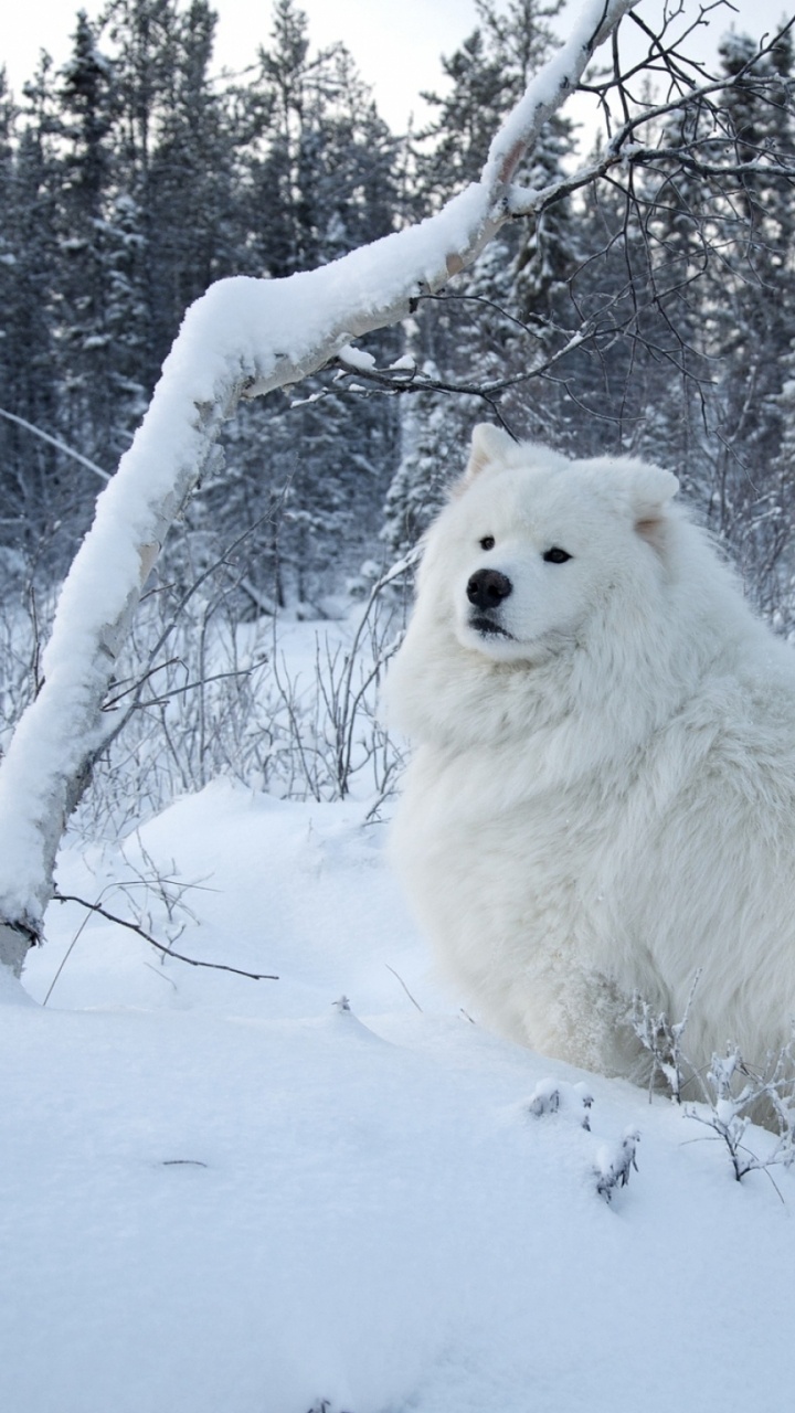 Chien à Poil Long Blanc Sur Sol Couvert de Neige Pendant la Journée. Wallpaper in 720x1280 Resolution