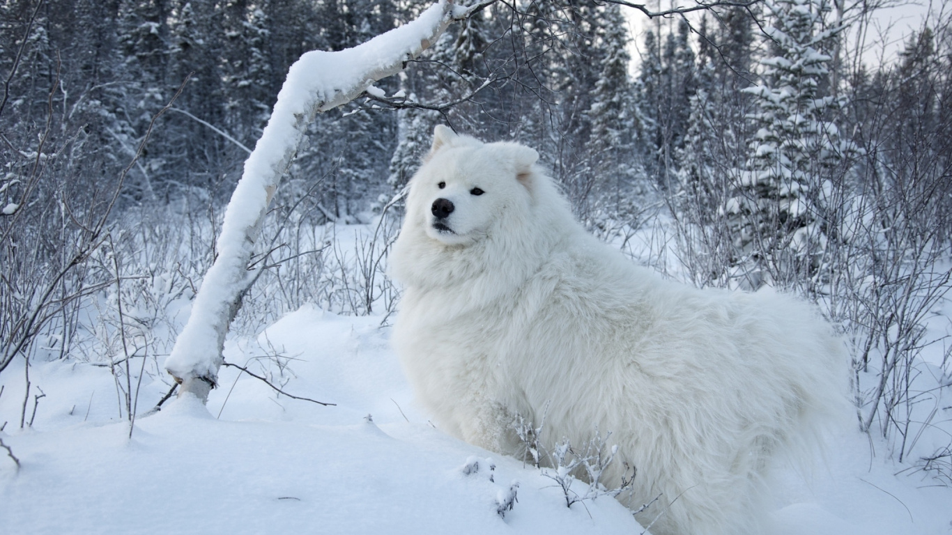 Perro de Pelo Largo Blanco Sobre Suelo Cubierto de Nieve Durante el Día. Wallpaper in 1366x768 Resolution