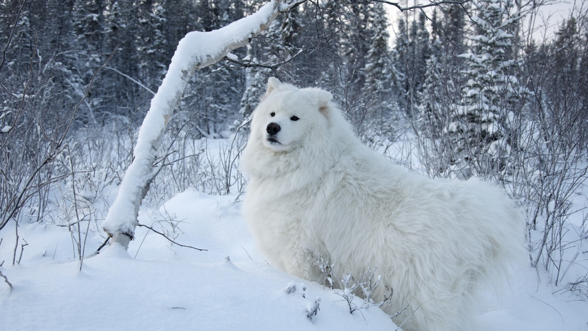 Perro de Pelo Largo Blanco Sobre Suelo Cubierto de Nieve Durante el Día. Wallpaper in 1920x1080 Resolution