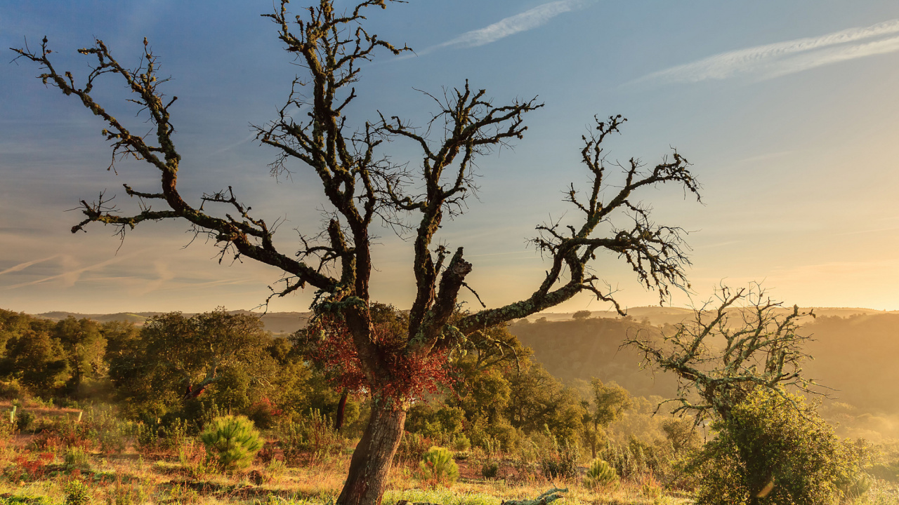 Champ D'herbe Verte Avec Des Arbres Sous Ciel Bleu Pendant la Journée. Wallpaper in 1280x720 Resolution