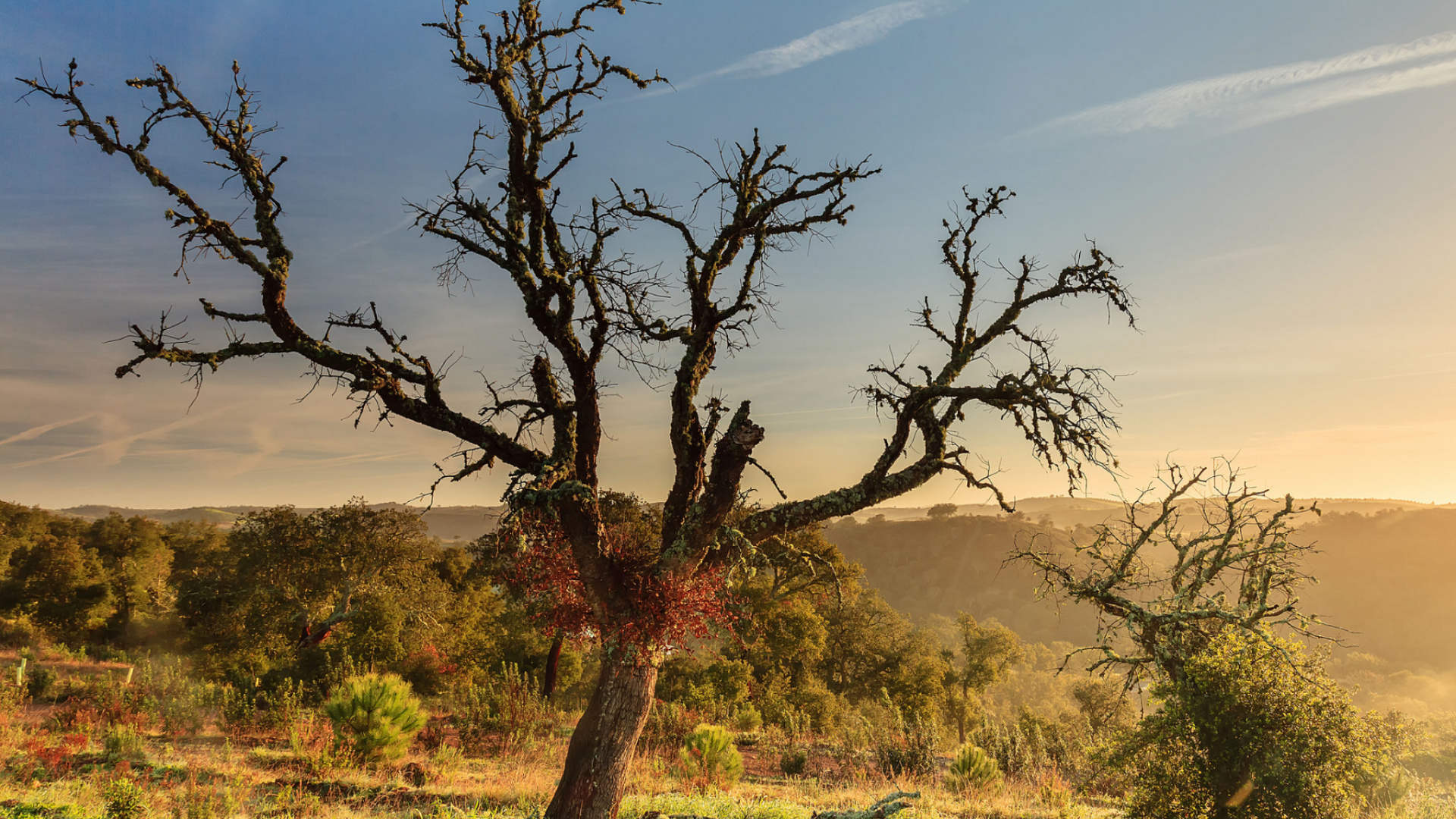Champ D'herbe Verte Avec Des Arbres Sous Ciel Bleu Pendant la Journée. Wallpaper in 1920x1080 Resolution