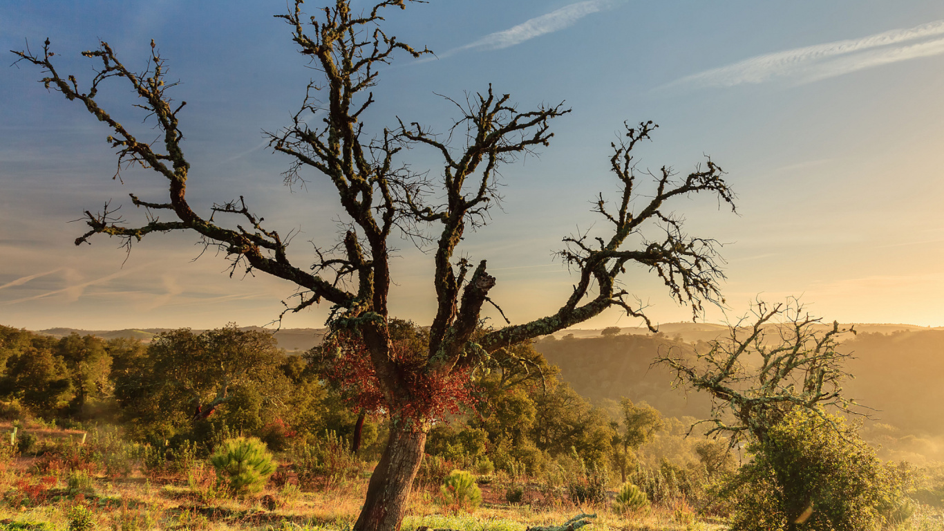 Green Grass Field With Trees Under Blue Sky During Daytime. Wallpaper in 1366x768 Resolution