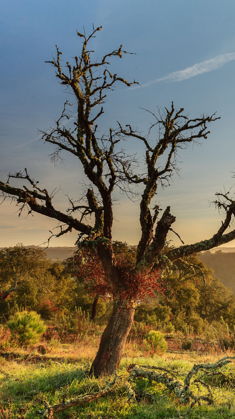 稀树草原, 植被, 木本植物, 生态系统, 荒野 壁纸 750x1334 允许