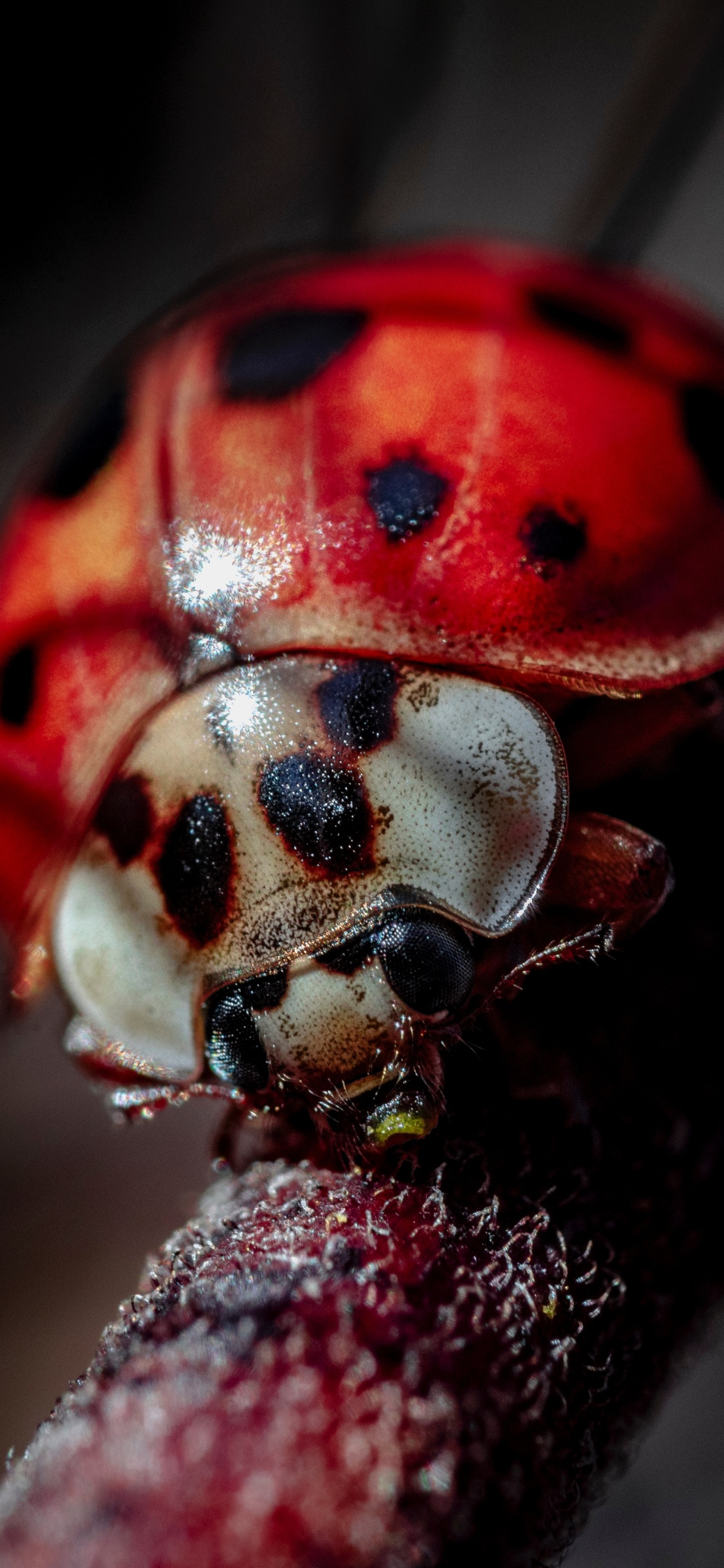 Coccinelle Rouge Perchée Sur Tige Brune en Photographie Rapprochée Pendant la Journée. Wallpaper in 1125x2436 Resolution