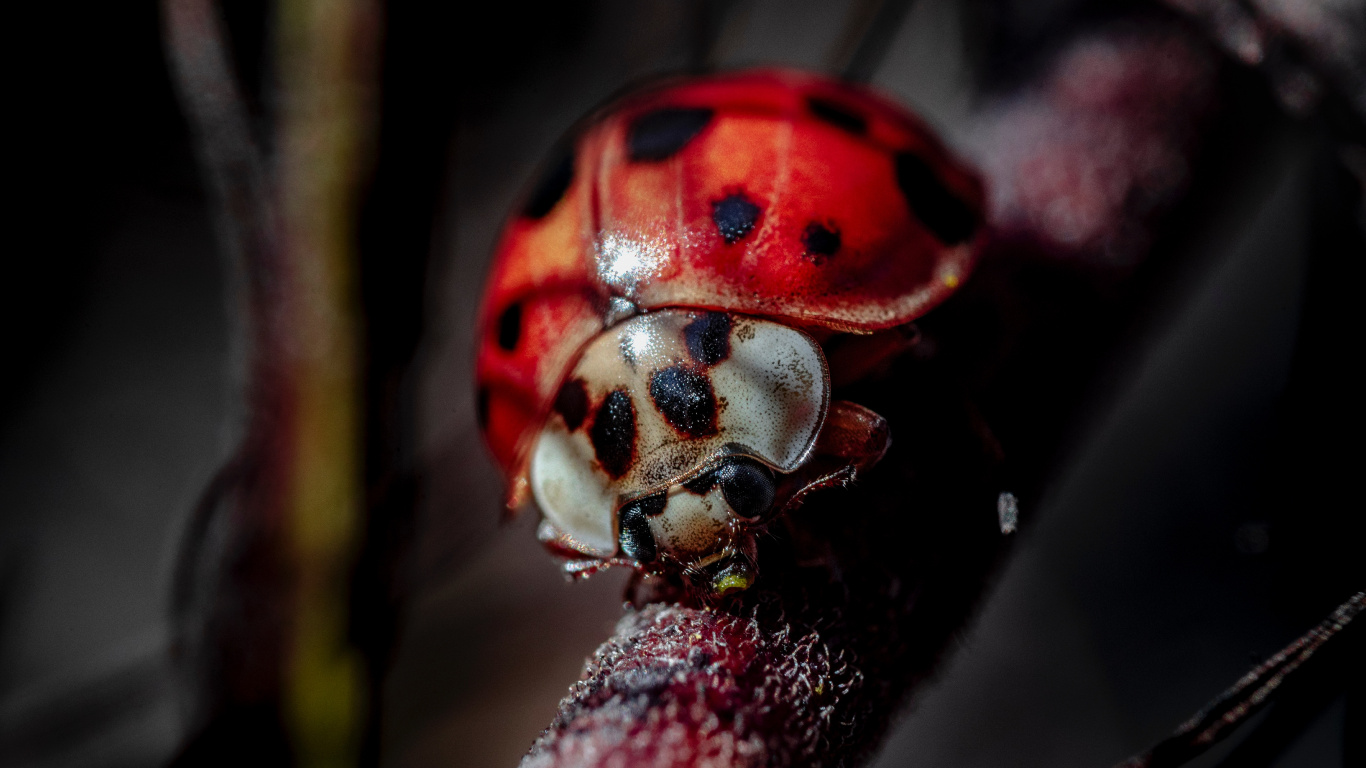 Coccinelle Rouge Perchée Sur Tige Brune en Photographie Rapprochée Pendant la Journée. Wallpaper in 1366x768 Resolution