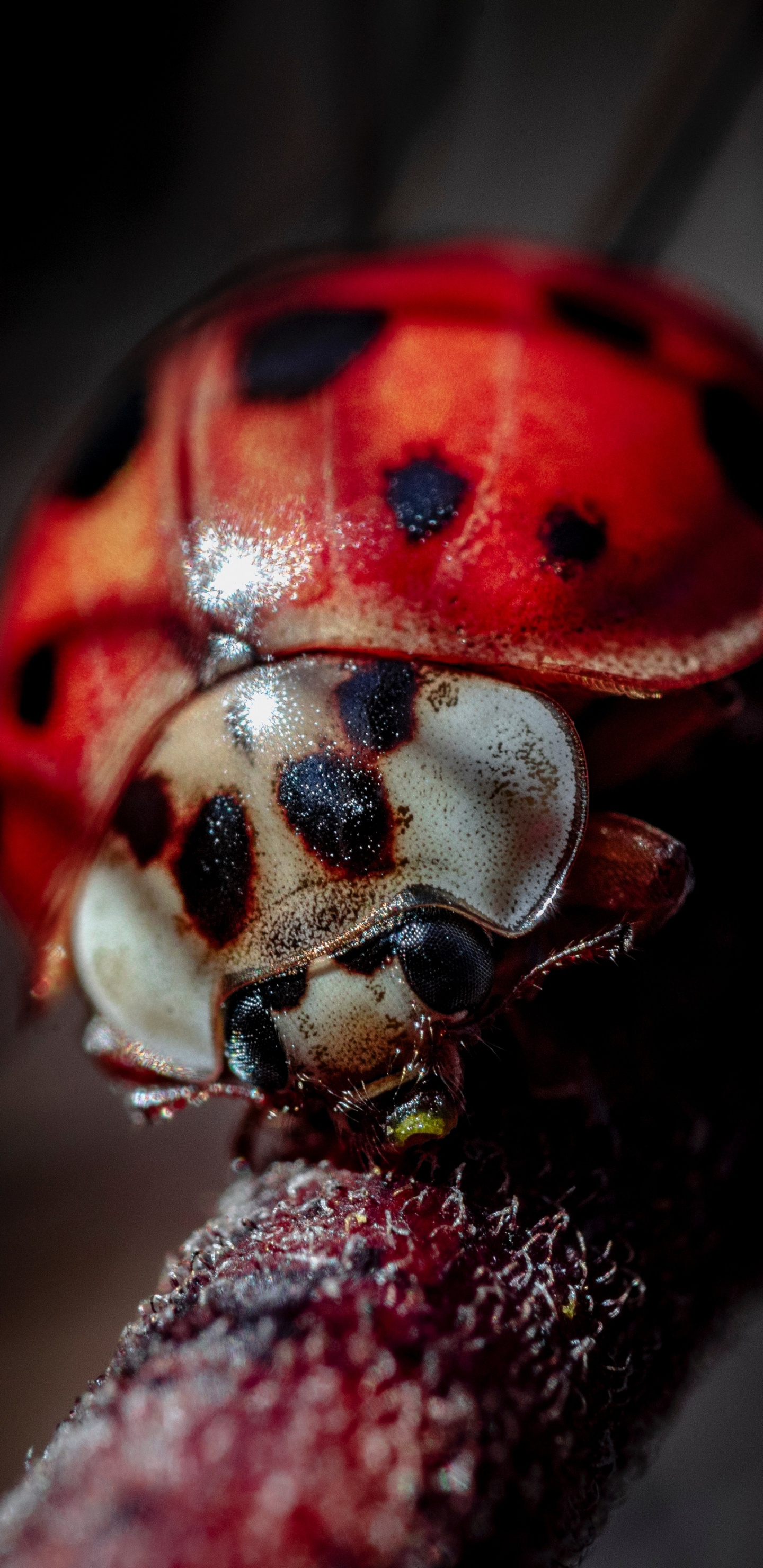 Coccinelle Rouge Perchée Sur Tige Brune en Photographie Rapprochée Pendant la Journée. Wallpaper in 1440x2960 Resolution
