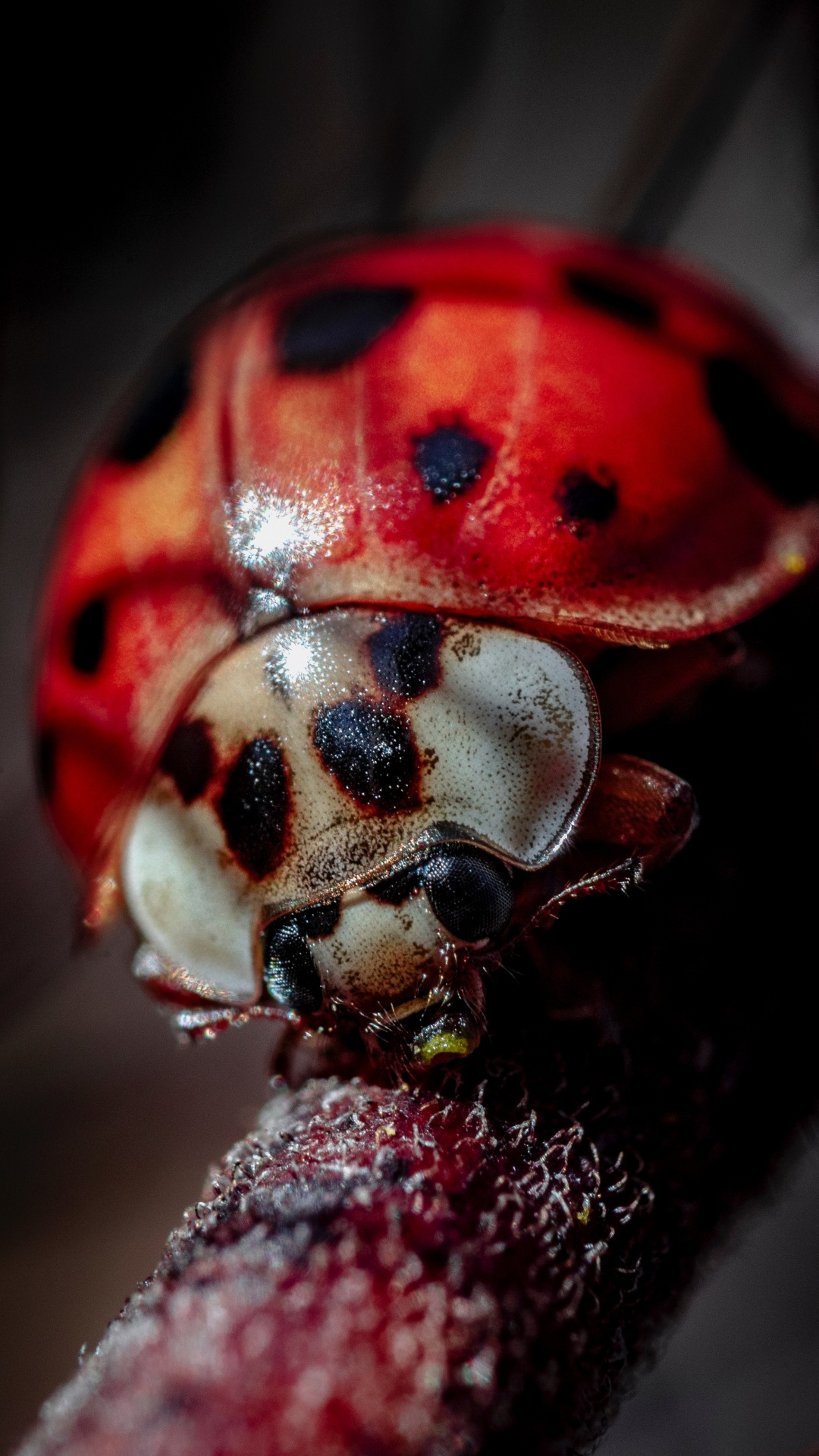 Red Ladybug Perched on Brown Stem in Close up Photography During Daytime. Wallpaper in 1080x1920 Resolution