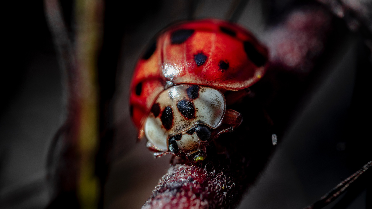 Red Ladybug Perched on Brown Stem in Close up Photography During Daytime. Wallpaper in 1280x720 Resolution