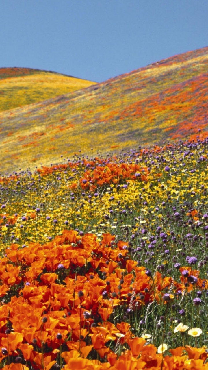 Red and Yellow Flower Field Under Blue Sky During Daytime. Wallpaper in 720x1280 Resolution