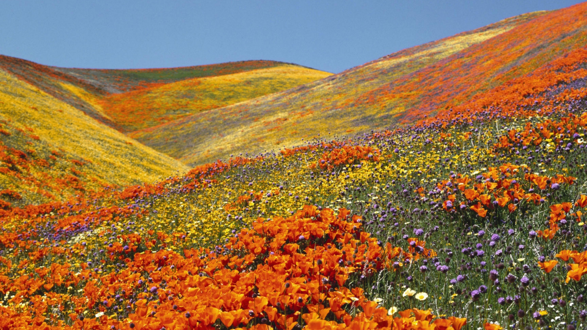 Campo de Flores Rojas y Amarillas Bajo un Cielo Azul Durante el Día. Wallpaper in 1920x1080 Resolution