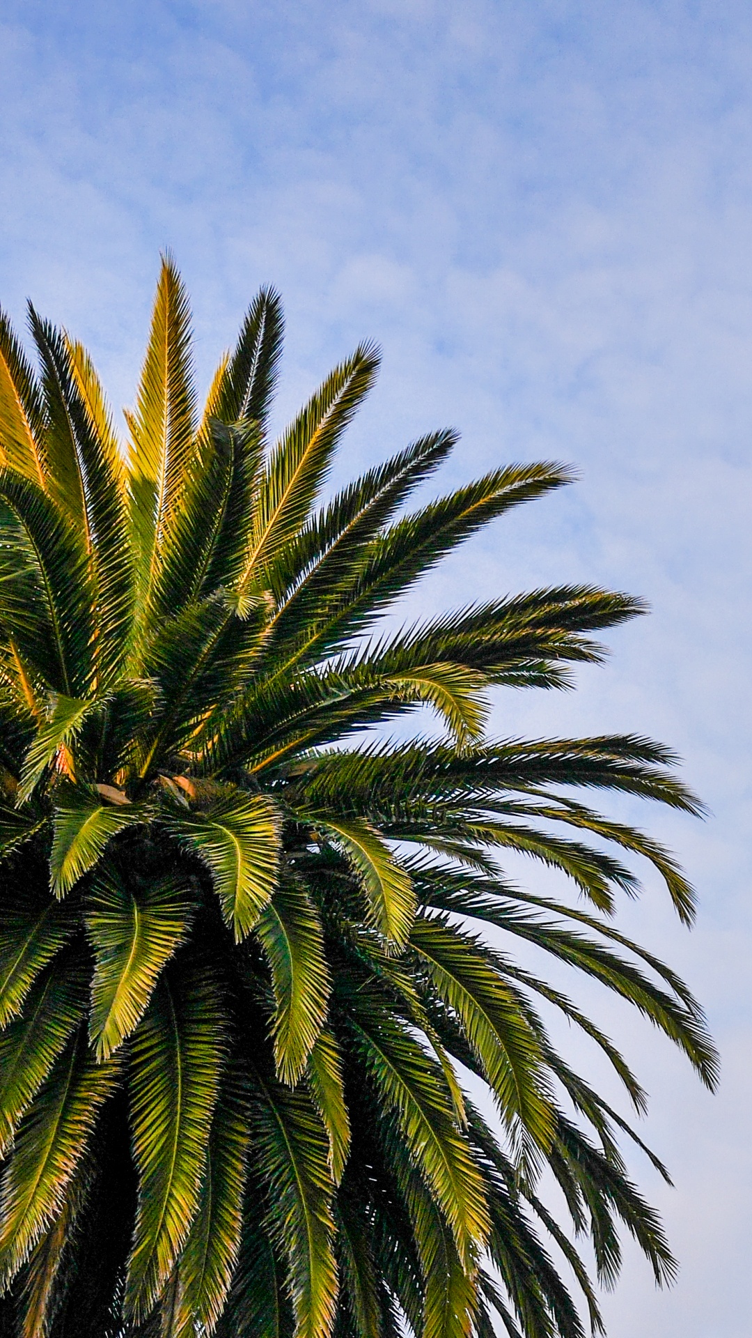 Palmera Verde Bajo un Cielo Azul Durante el Día. Wallpaper in 1080x1920 Resolution