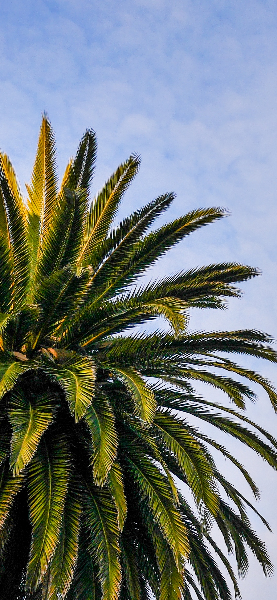 Palmera Verde Bajo un Cielo Azul Durante el Día. Wallpaper in 1125x2436 Resolution