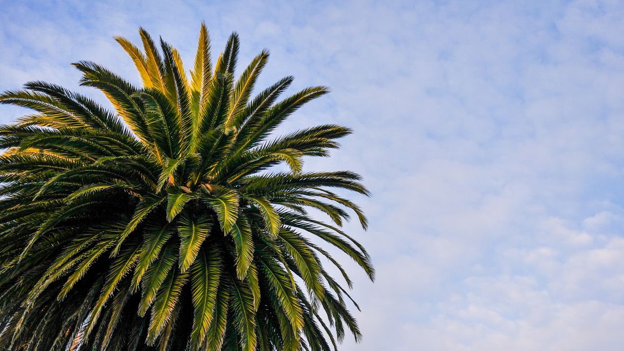 Palmera Verde Bajo un Cielo Azul Durante el Día. Wallpaper in 1280x720 Resolution