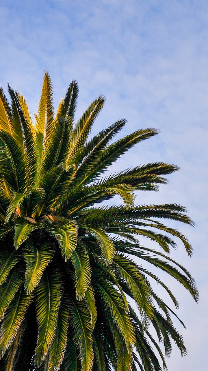 Palmera Verde Bajo un Cielo Azul Durante el Día. Wallpaper in 720x1280 Resolution