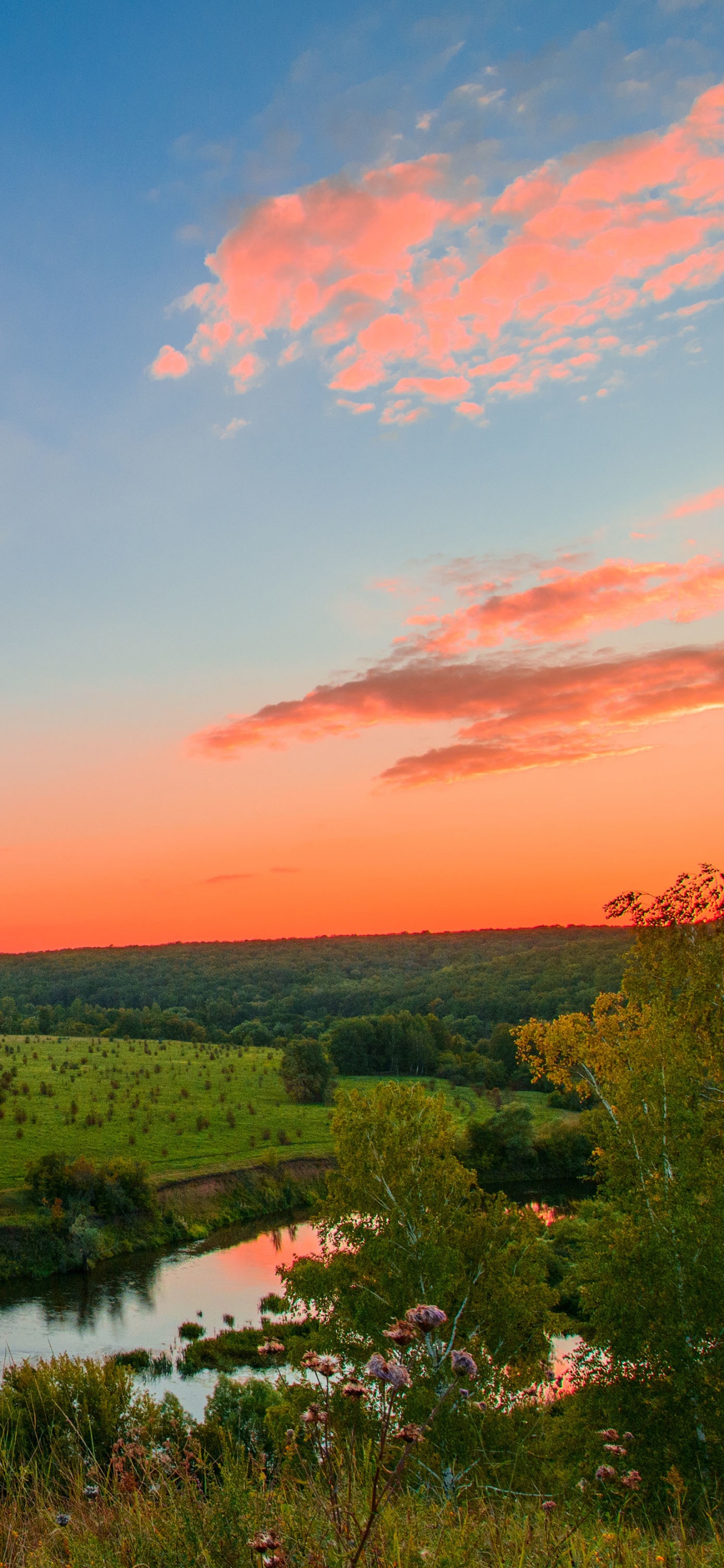 Arbres Verts Près de la Rivière Pendant la Journée. Wallpaper in 1242x2688 Resolution