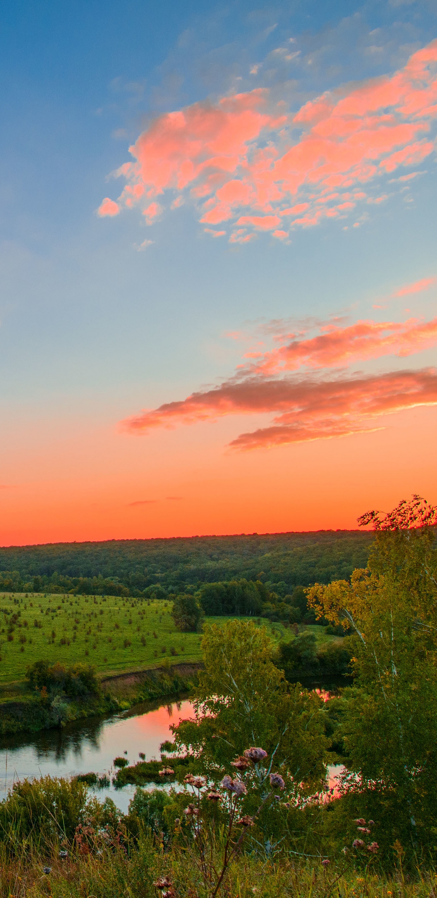 Grüne Bäume in Der Nähe Des Flusses Tagsüber River. Wallpaper in 1440x2960 Resolution