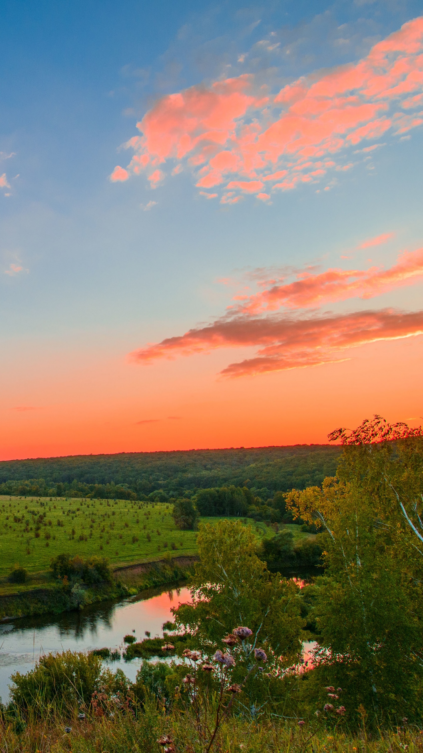Árboles Verdes Cerca Del Río Durante el Día. Wallpaper in 1440x2560 Resolution