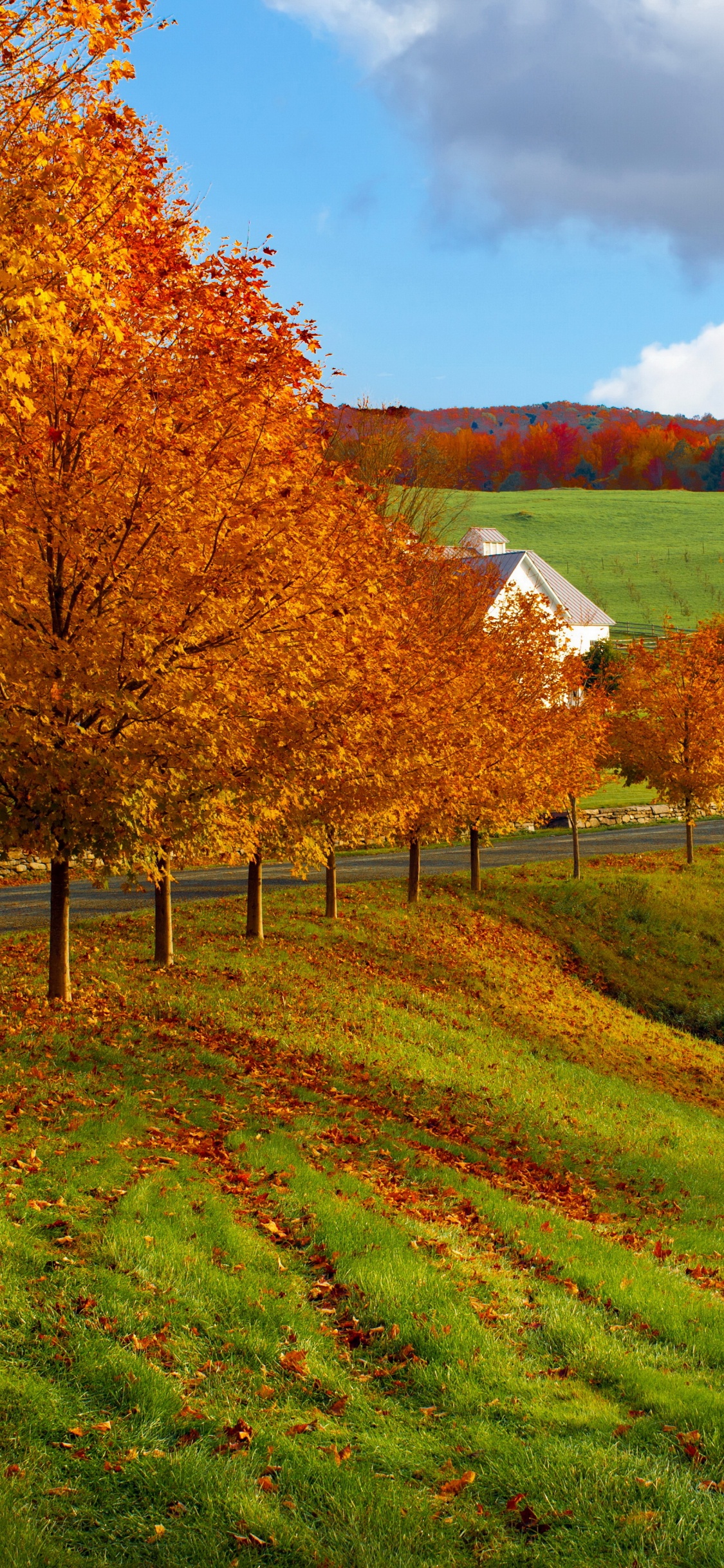 Brown Trees on Green Grass Field Under White Clouds and Blue Sky During Daytime. Wallpaper in 1125x2436 Resolution