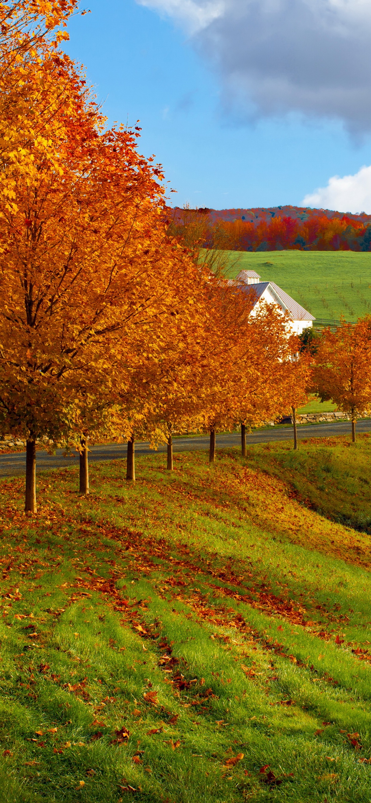 Brown Trees on Green Grass Field Under White Clouds and Blue Sky During Daytime. Wallpaper in 1242x2688 Resolution