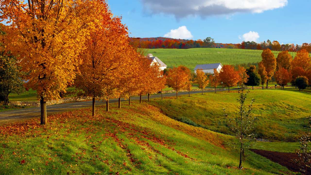 Brown Trees on Green Grass Field Under White Clouds and Blue Sky During Daytime. Wallpaper in 1280x720 Resolution