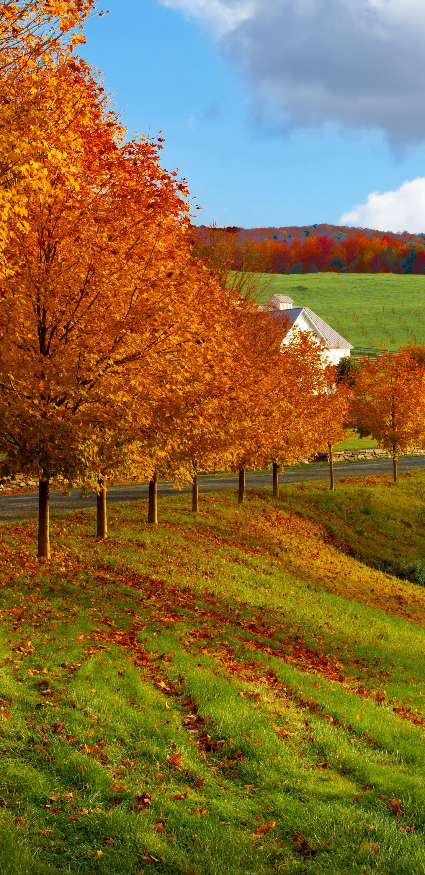Brown Trees on Green Grass Field Under White Clouds and Blue Sky During Daytime. Wallpaper in 1440x2960 Resolution