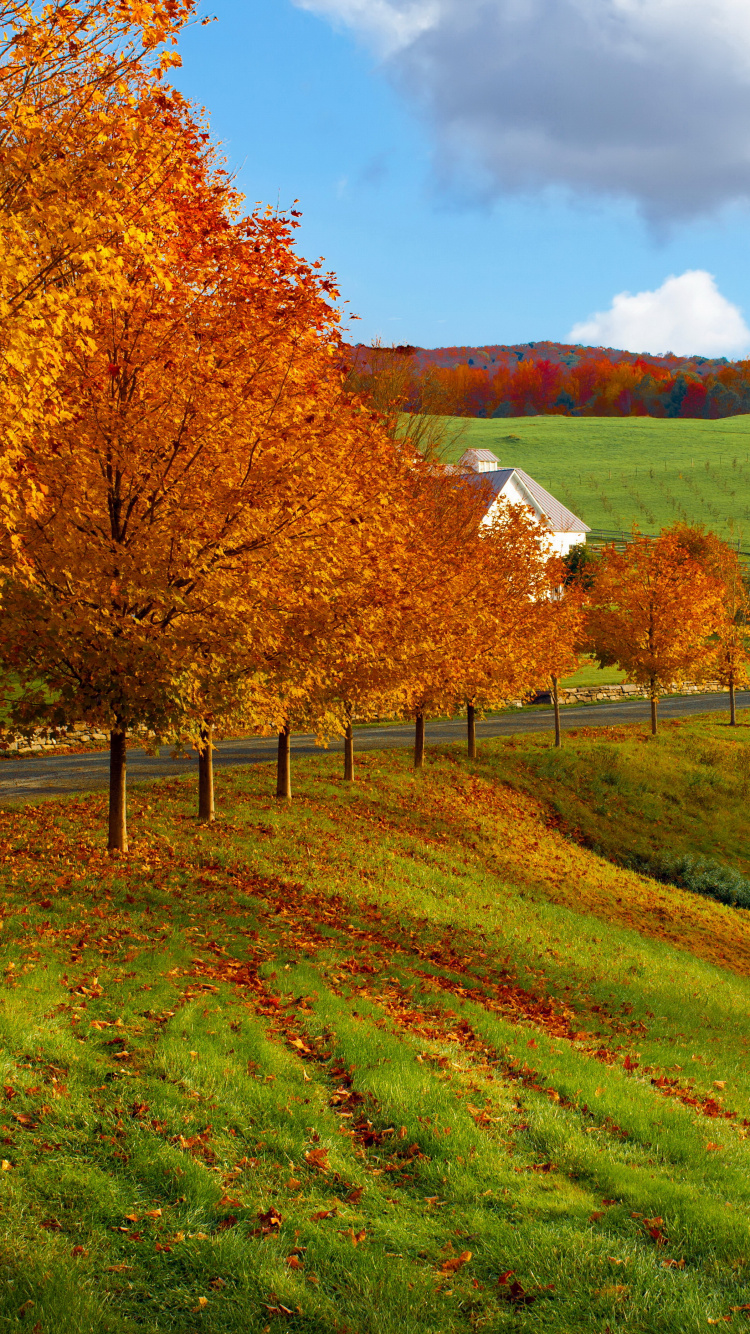 Brown Trees on Green Grass Field Under White Clouds and Blue Sky During Daytime. Wallpaper in 750x1334 Resolution