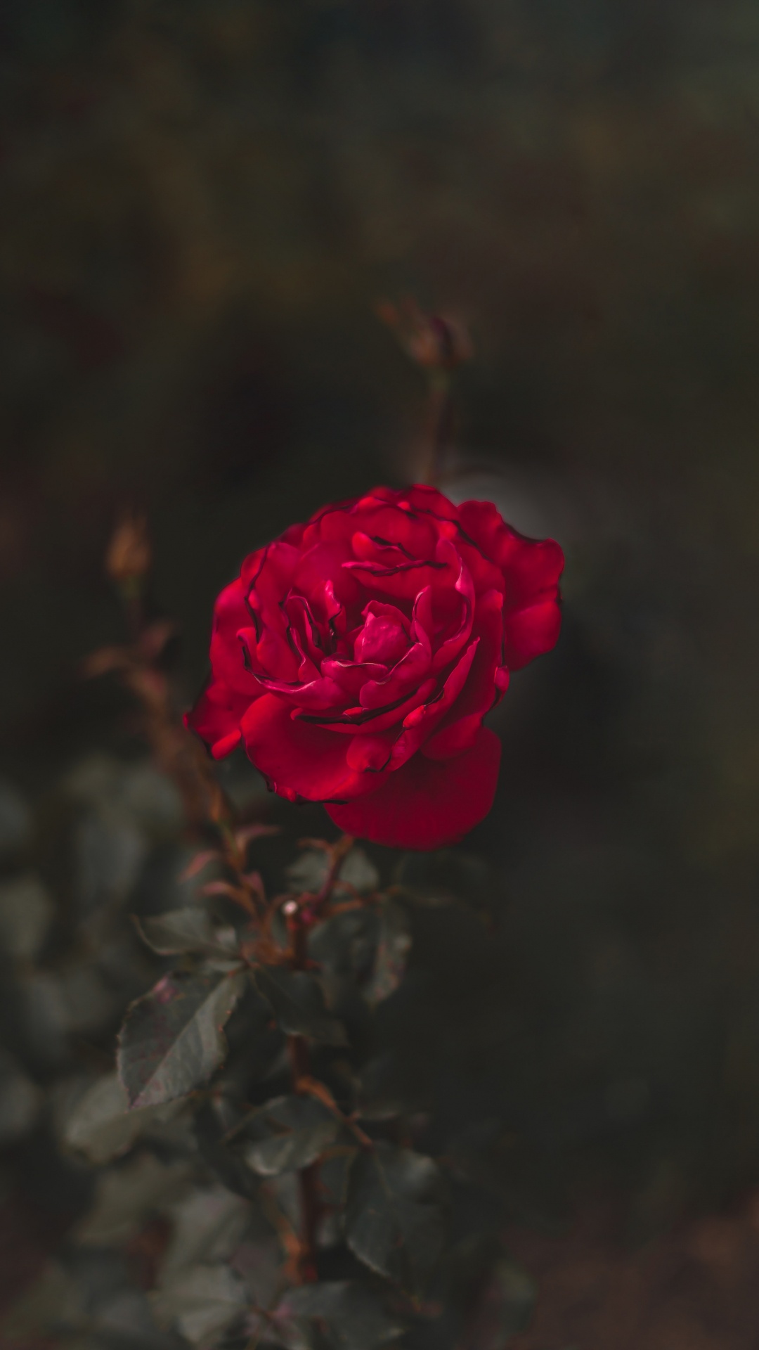 Pink Rose in Bloom Close up Photo. Wallpaper in 1080x1920 Resolution