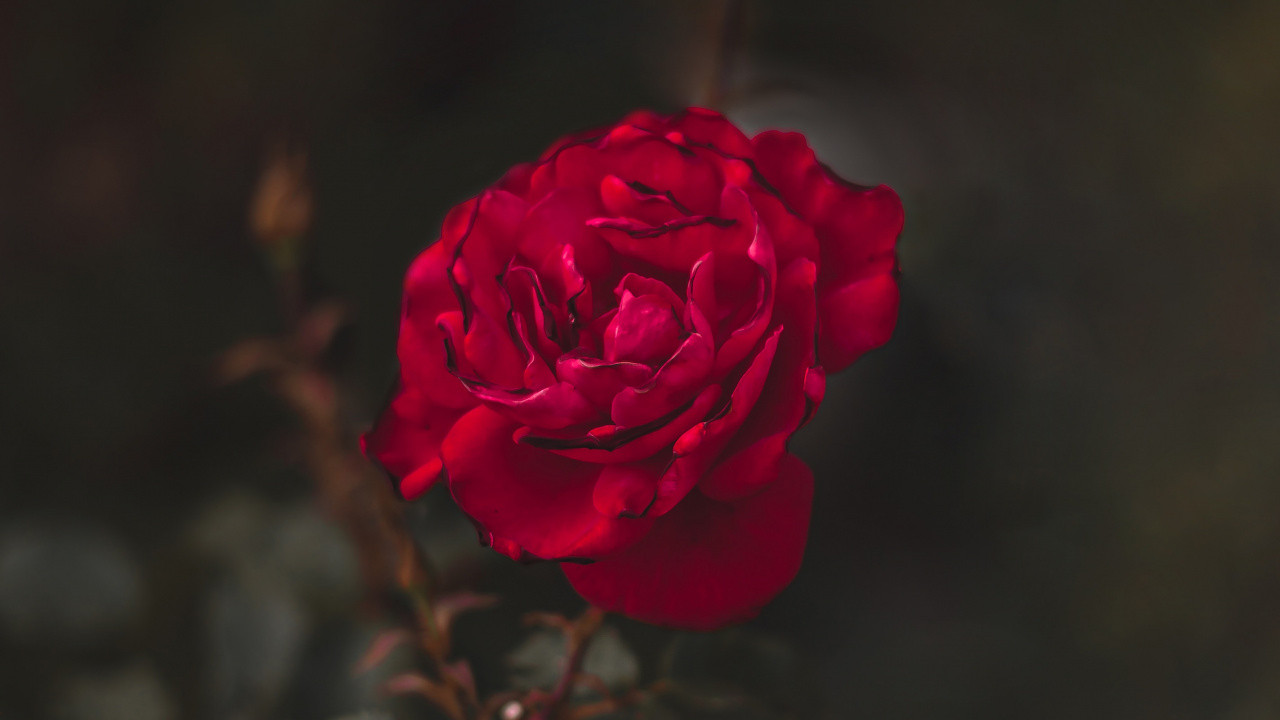 Pink Rose in Bloom Close up Photo. Wallpaper in 1280x720 Resolution