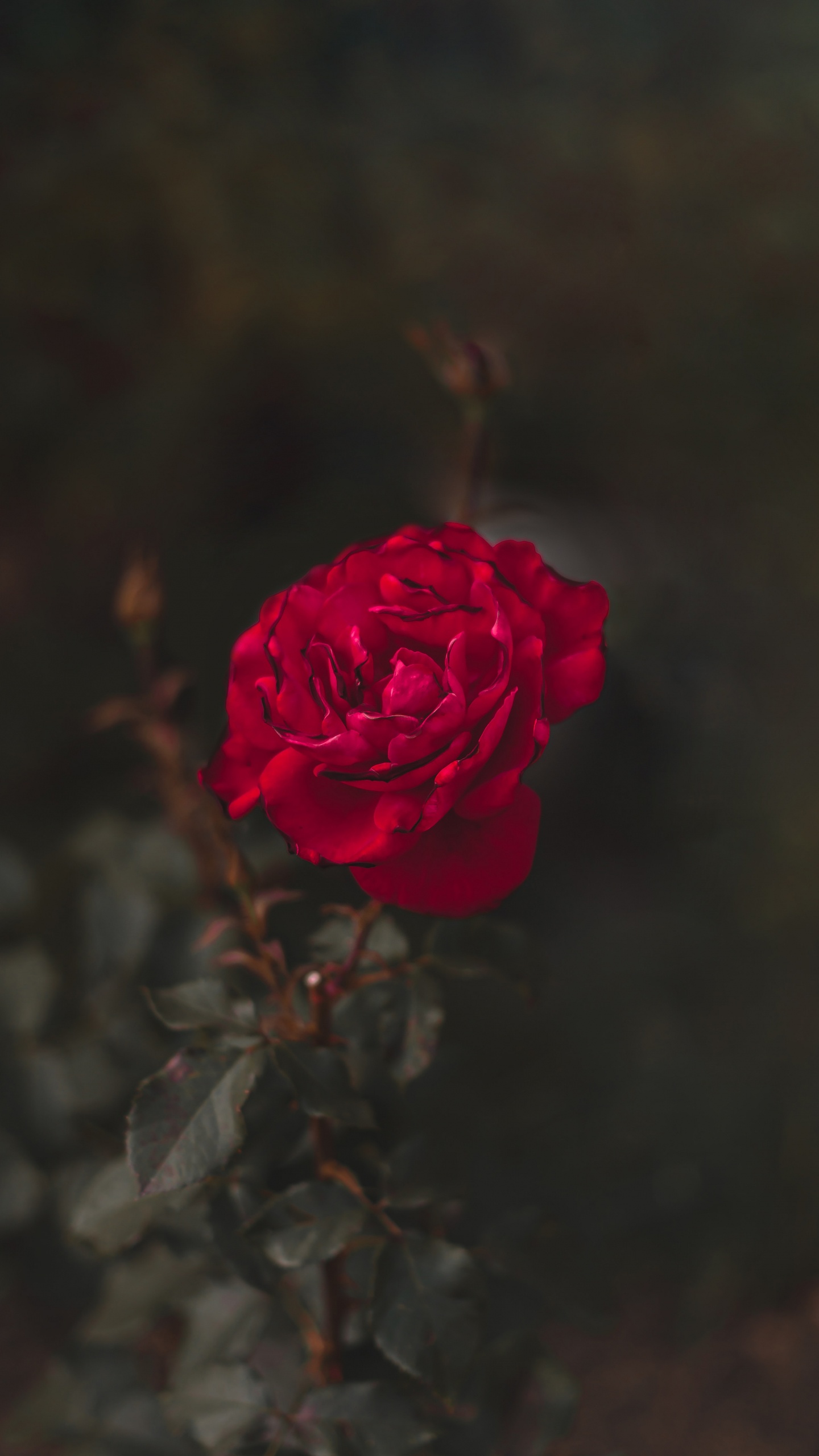 Pink Rose in Bloom Close up Photo. Wallpaper in 1440x2560 Resolution