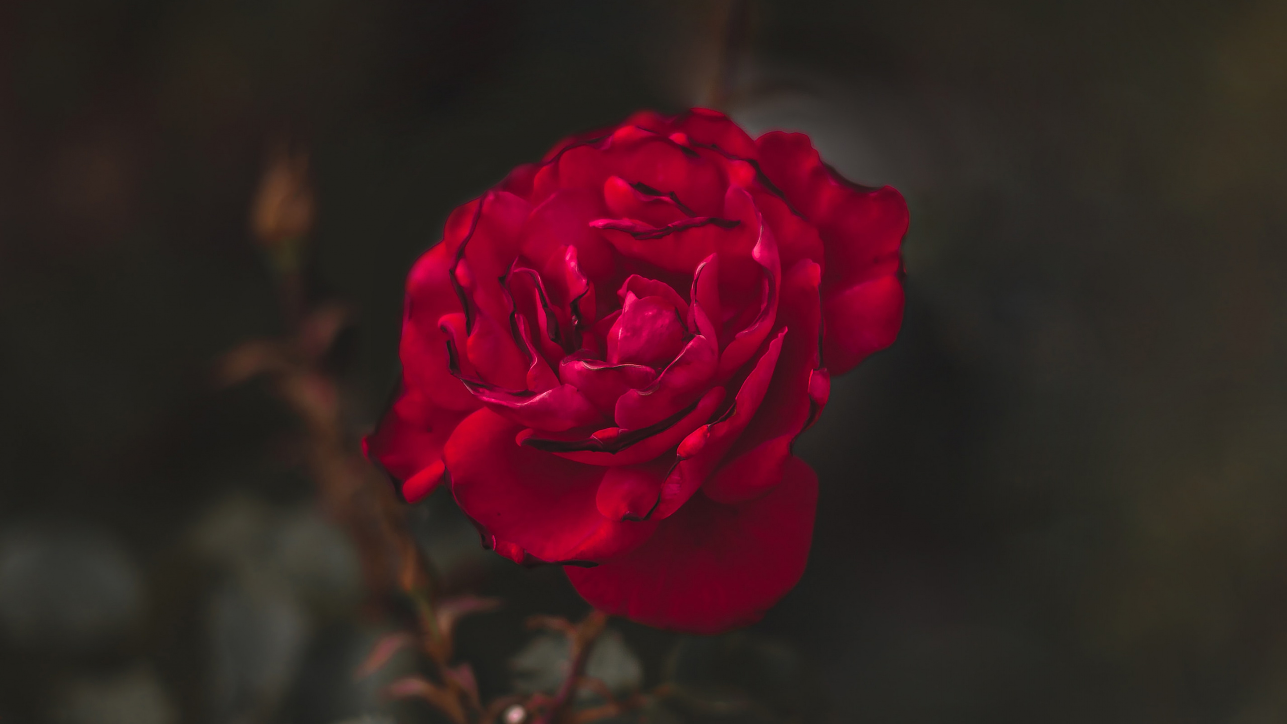 Pink Rose in Bloom Close up Photo. Wallpaper in 2560x1440 Resolution