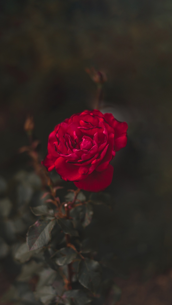 Rosa Rose in Voller Blüte Nahaufnahme Foto. Wallpaper in 720x1280 Resolution