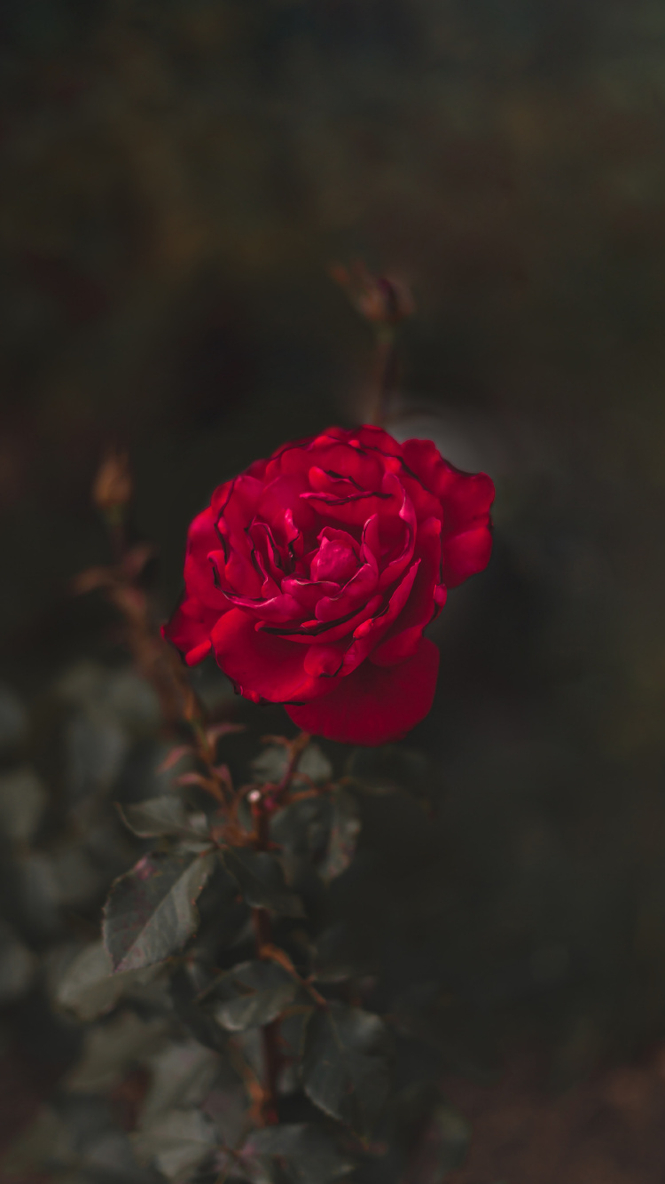 Rosa Rose in Voller Blüte Nahaufnahme Foto. Wallpaper in 750x1334 Resolution