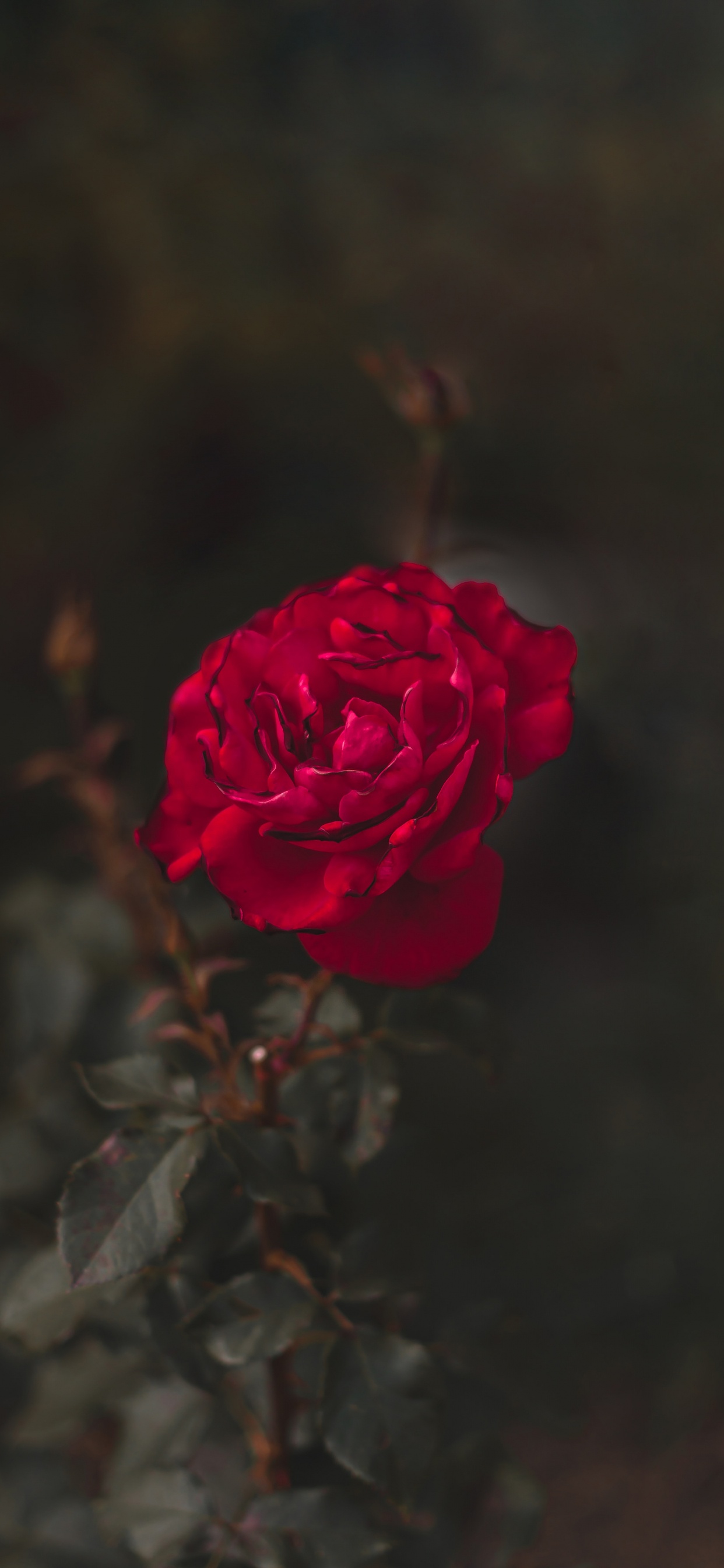 Rose Rose en Fleur Photo en Gros Plan. Wallpaper in 1242x2688 Resolution