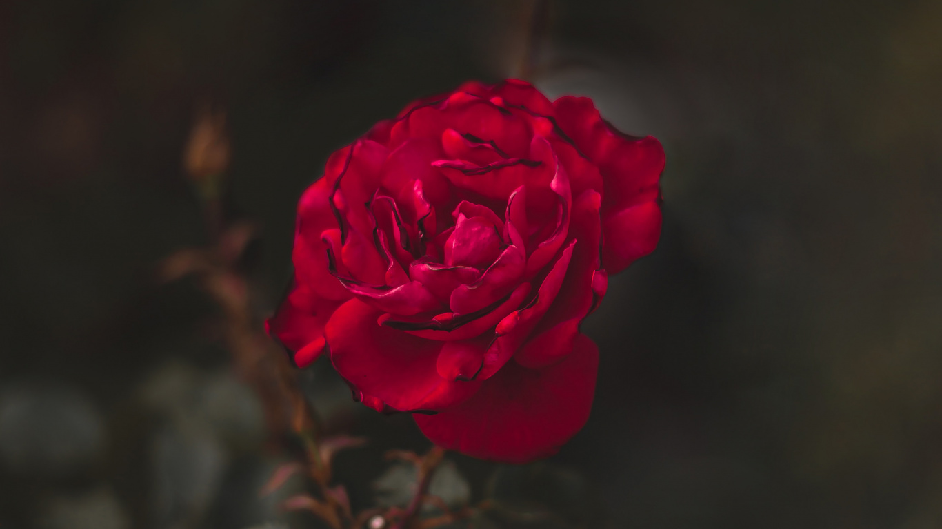 Rose Rose en Fleur Photo en Gros Plan. Wallpaper in 1366x768 Resolution