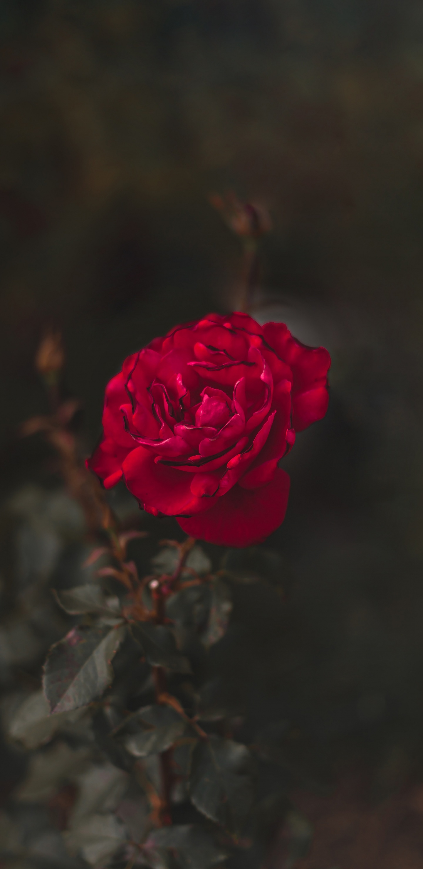 Rose Rose en Fleur Photo en Gros Plan. Wallpaper in 1440x2960 Resolution