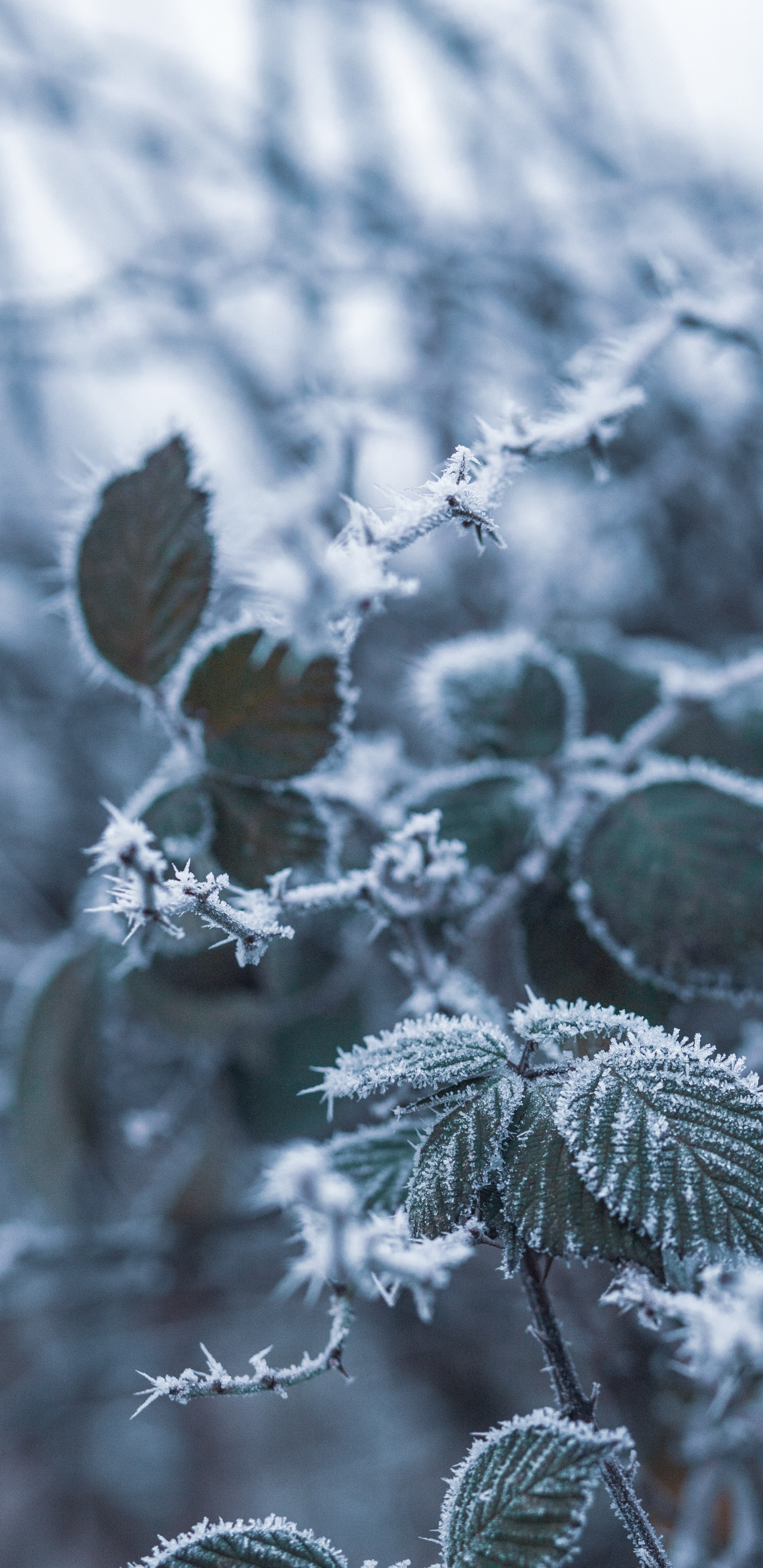 Winter, Frost, Leaf, Freezing, Branch. Wallpaper in 1440x2960 Resolution